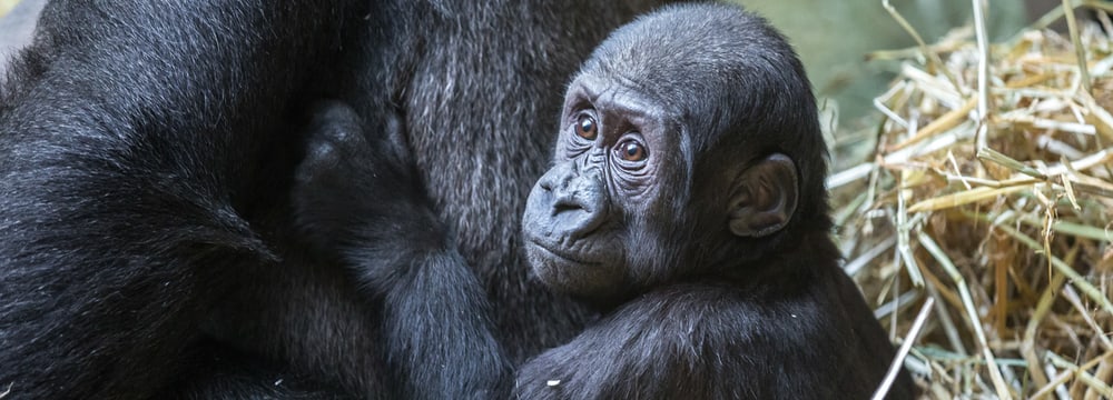 Westlicher Flachlandgorilla Mawimbi im Zoo Zürich.