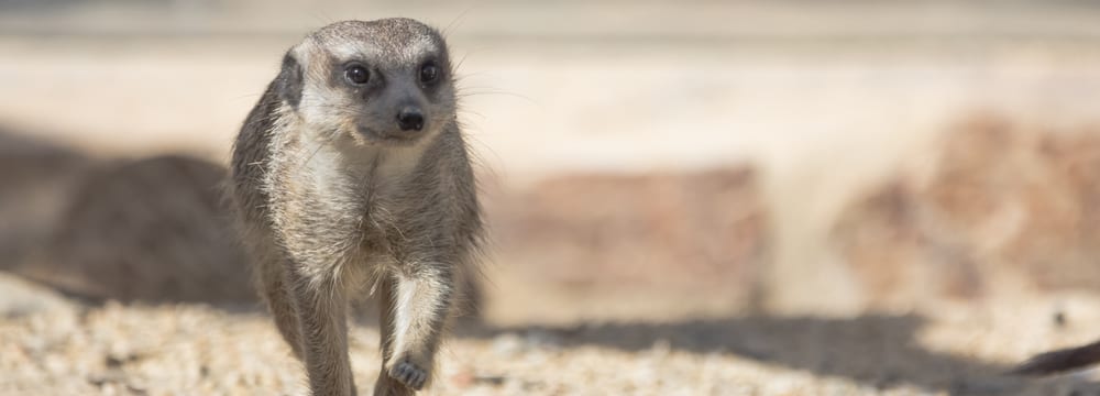 Erdmännchen im Zoo Zürich. 