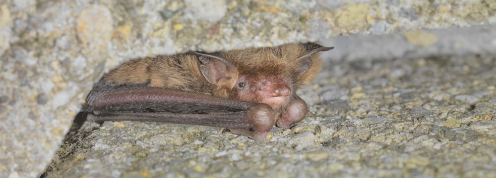 Wasserfledermaus