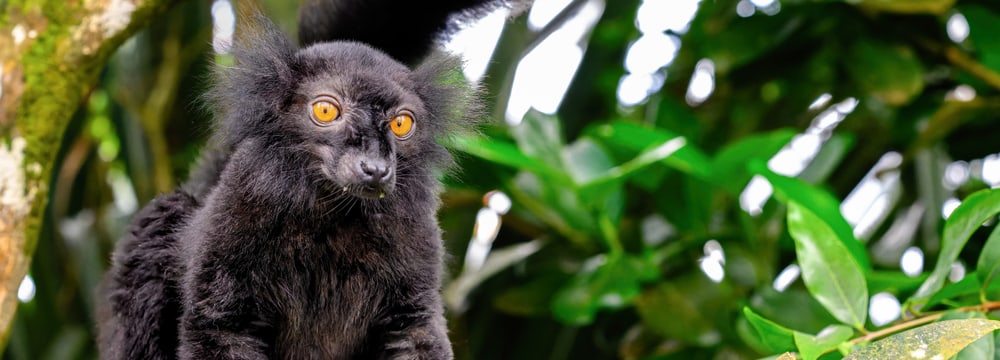 Mohrenmaki-Männchen im Masoala Regenwald des Zoo Zürich