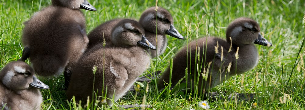 Junge Magellan-Dampfschiffenten im Zoo Zürich.