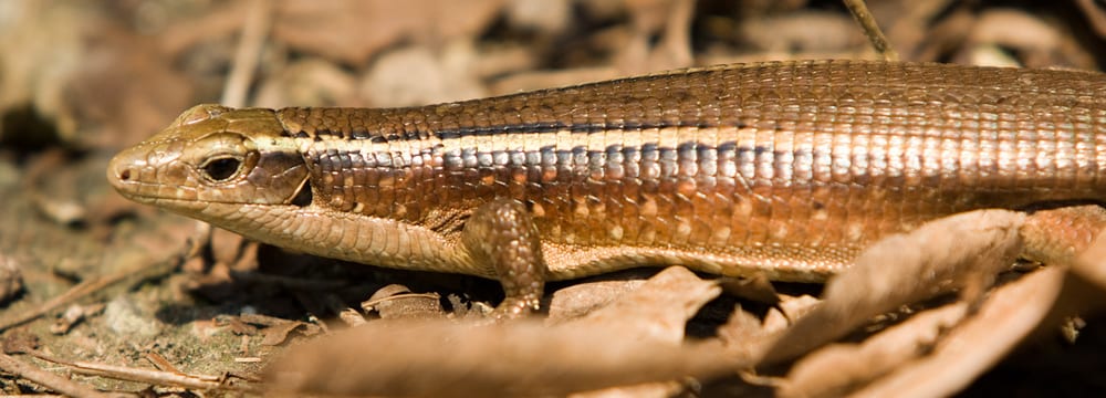 Madagaskar-Schildechse im Zoo Zürich.