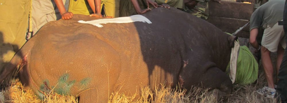 Nashorn-Translokation in Kenia.