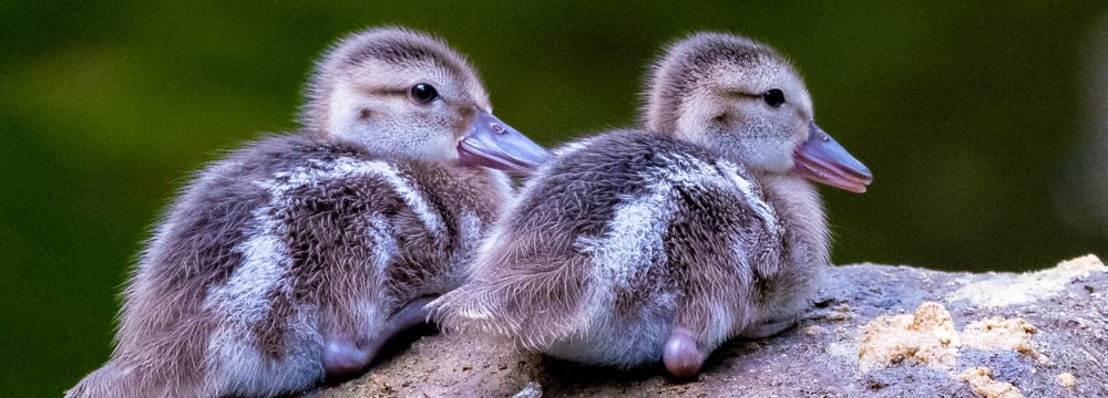Zwei Bernierentenküken im Masoala Regenwald des Zoo Zürich.