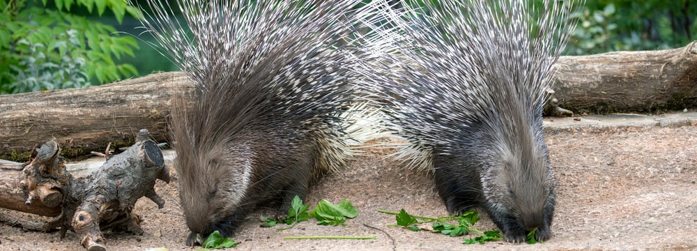 Stachelschweine in der Lewa Savanne des Zoo Zürich.