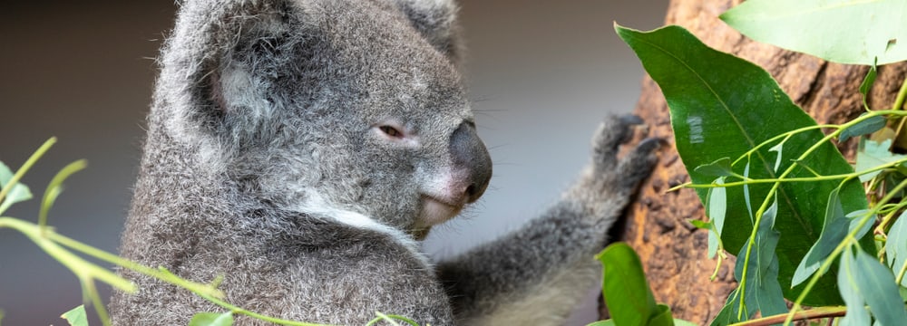 Koala Pippa im Zoo Zürich.