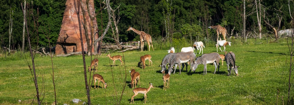 Lewa Savanne Tiere Webcam Header 
