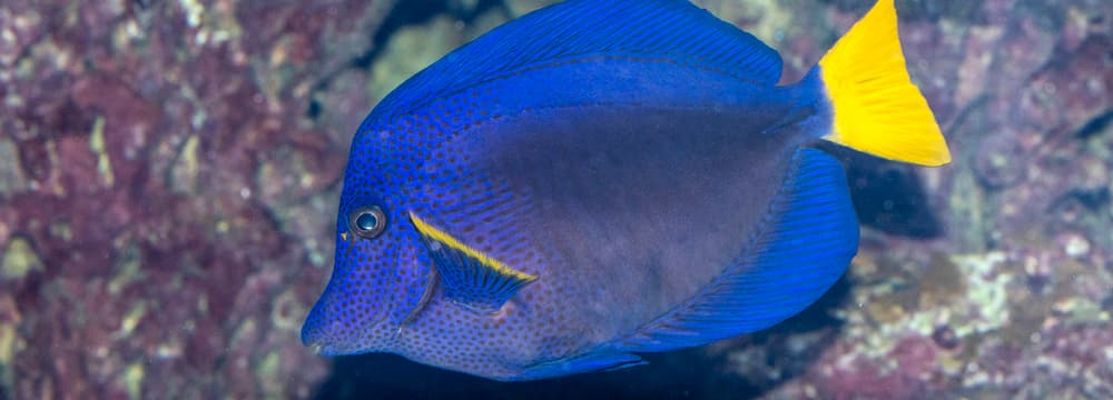 Blauer Segelflossen-Doktorfisch im Zoo Zürich