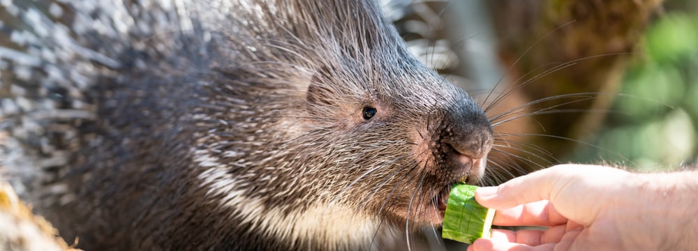 Fütterung der Stachelschweine in der Lewa Savanne des Zoo Zürich.