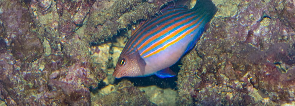 Sechsstreifen-Lippfisch im Aquarium des Zoo Zürich.