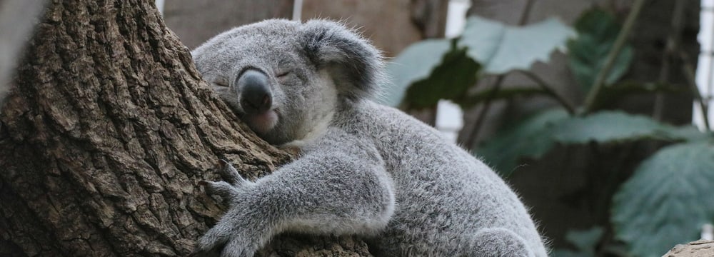 Koala-Männchen Tarni im Zoo Duisburg.
