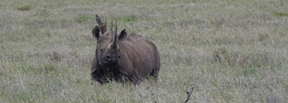 Spitzmaulnashorn Lucky in Lewa mit verheilten Wunden.