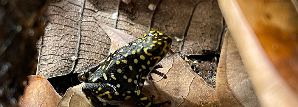 Harlekin-Baumsteiger-Weibchen.