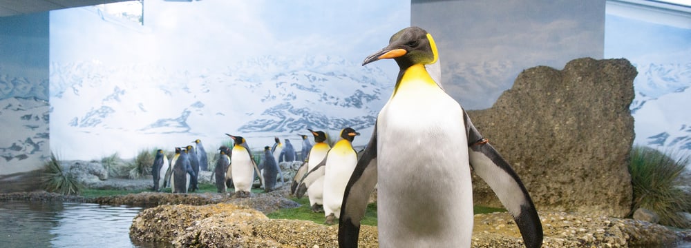 Königspinguine im Aquarium des Zoo Zürich.