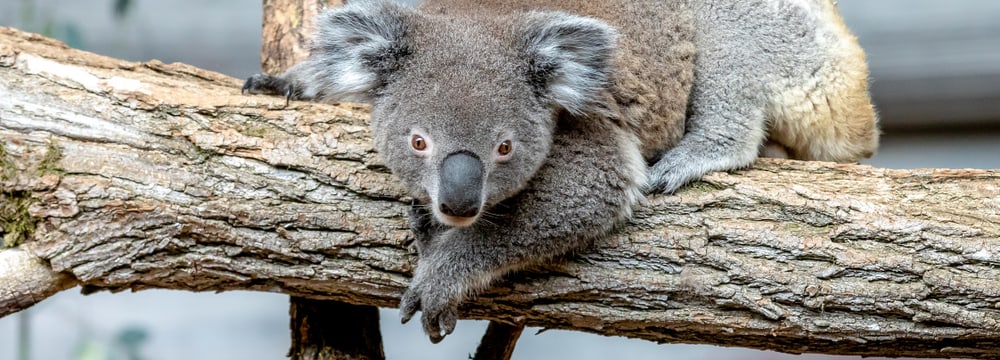Koala Mikey im Australienhaus im Zoo Zürich.