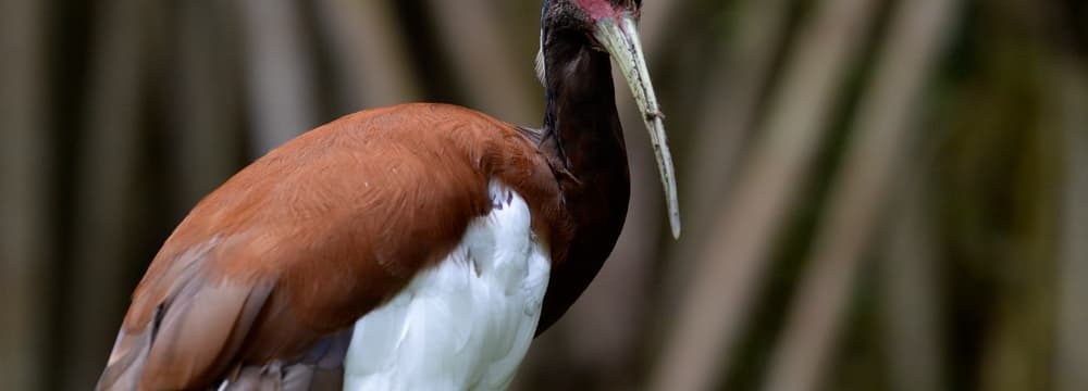 Mähnenibis im Masoala Regenwald