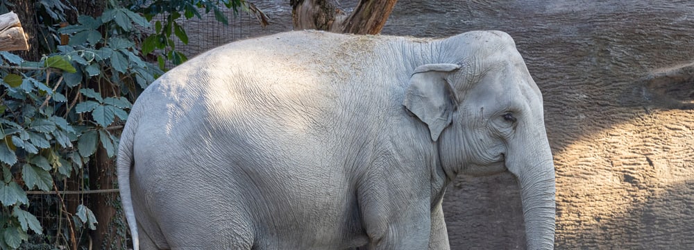 Elefantenkuh Farha auf der Innenanlagen im Zoo Zürich.