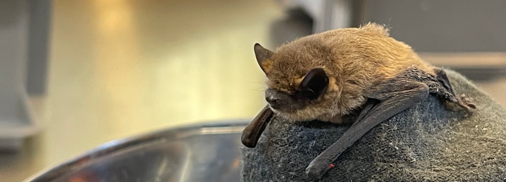 Zwergfledermaus in der Fledermaus-Notpflegestation.