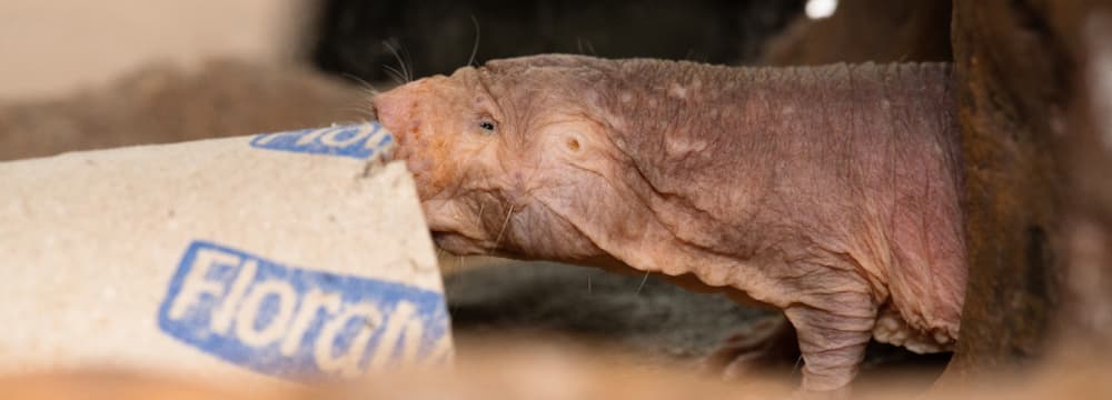 Nacktmull in der Lewa Savanne im Zoo Zürich.