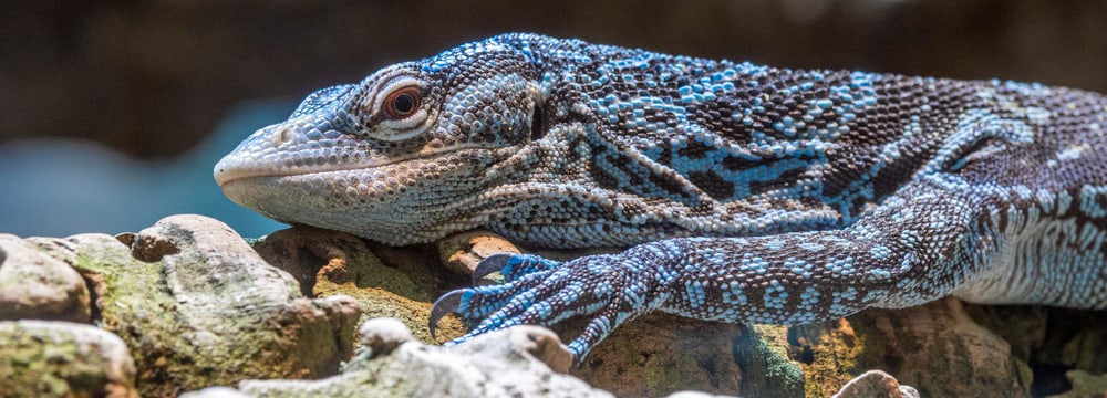 Blauer Baumwaran im Zoo Zürich.