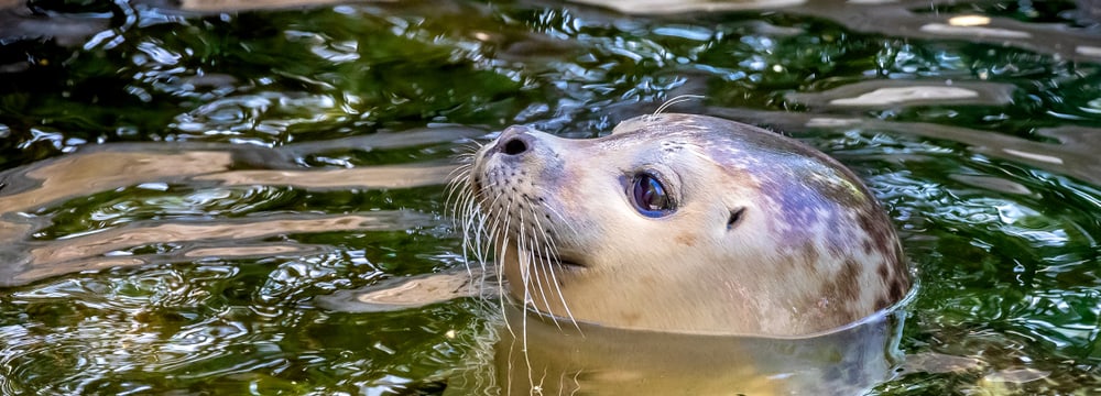 Seehund im Zoo Zürich.