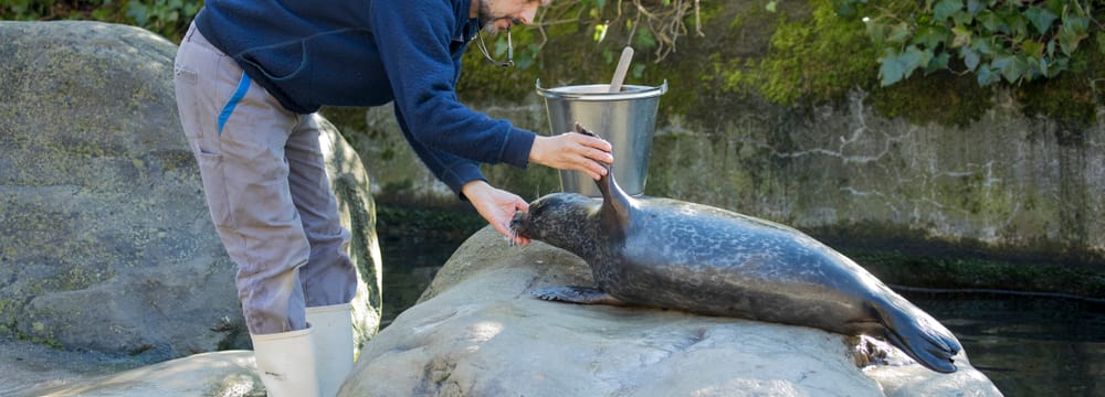 Medizinisches Training bei den Seehunden im Zoo Zürich.