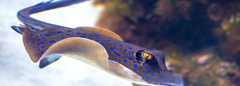 Blaupunktrochen im Aquarium des Zoo Zürich.