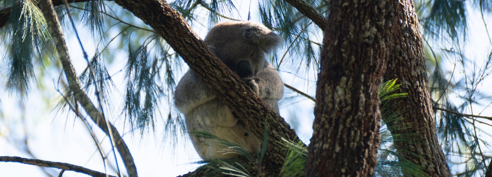 Koala in Australien.