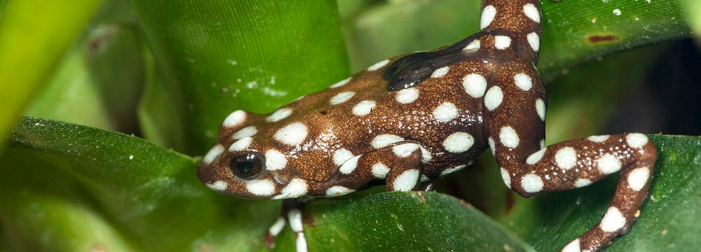 Marañón-Pfeilgiftfrosch mit Jungtieren auf dem Rücken.