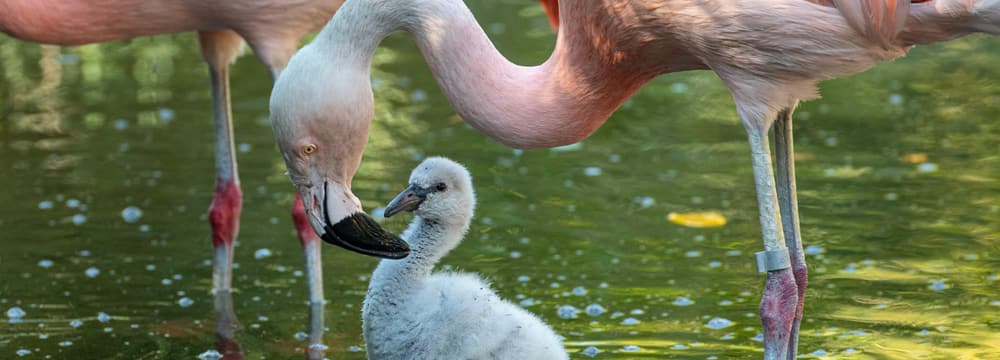 Junger Chile-Flamingo im Zoo Zürich.