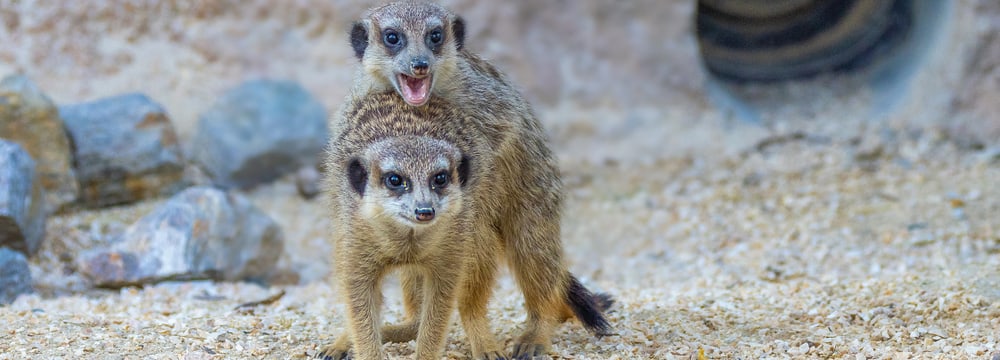 Erdmännchen in der Lewa Savanne des Zoo Zürich.