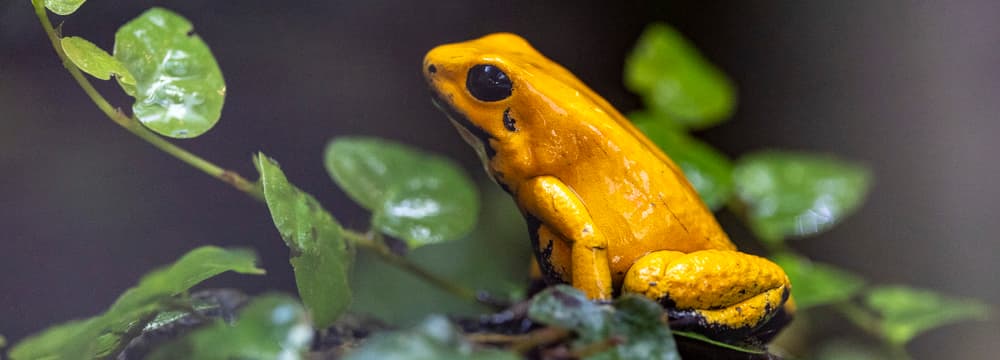Goldener Pfeilgiftfrosch im Zoo Zürich.