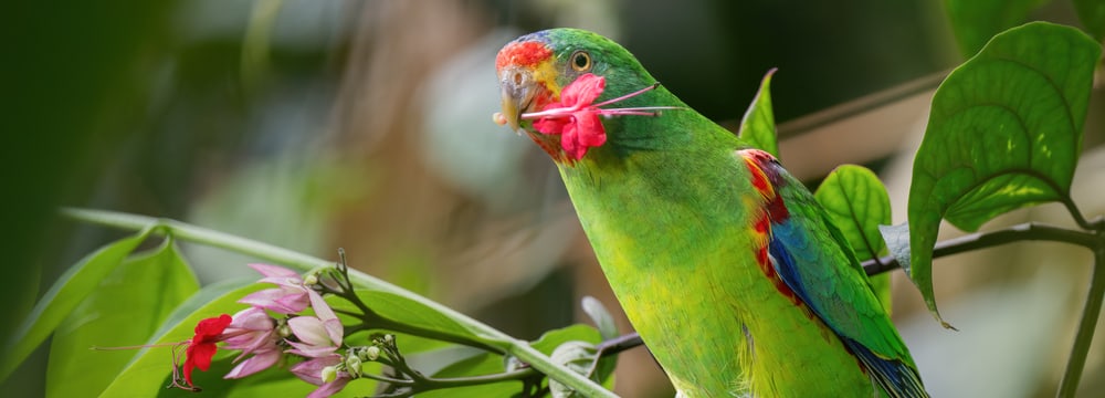Schwalbensittich im Zoo Zürich
