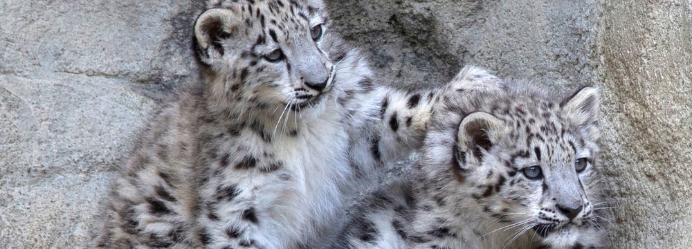 Die jungen Schneeleoparden Wajra und Warjun im Zoo Zürich.