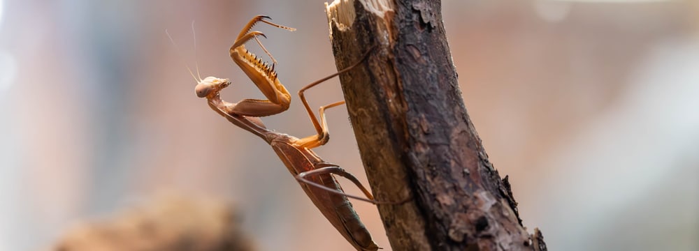 Riesenschildmantis im Zoo Zürich