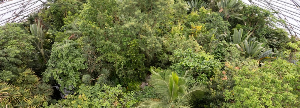 Masoala Regenwald im Zoo Zürich.