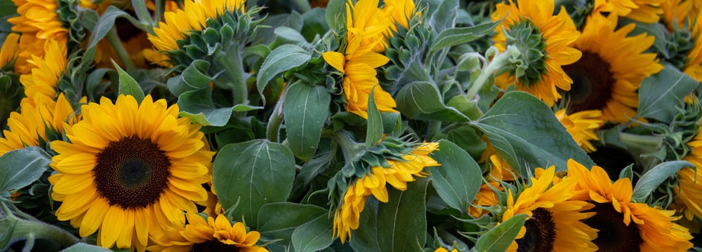 Sonnenblumen zum Gedenken im Zoo Zürich.