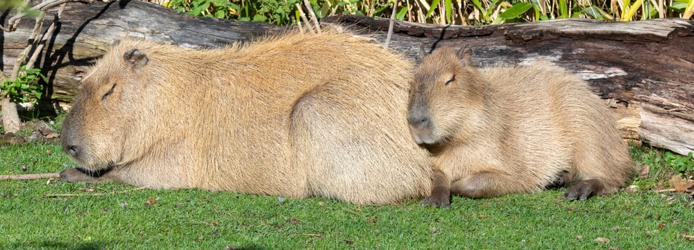 Schlafende Capybaras im Zoo Zürich.