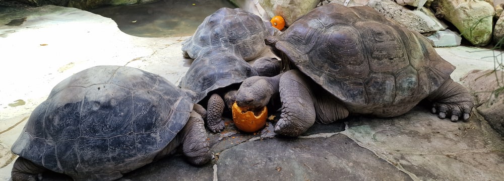Galapagos-Riesenschildkröten fressen im Zoo Zürich einen Kürbis.