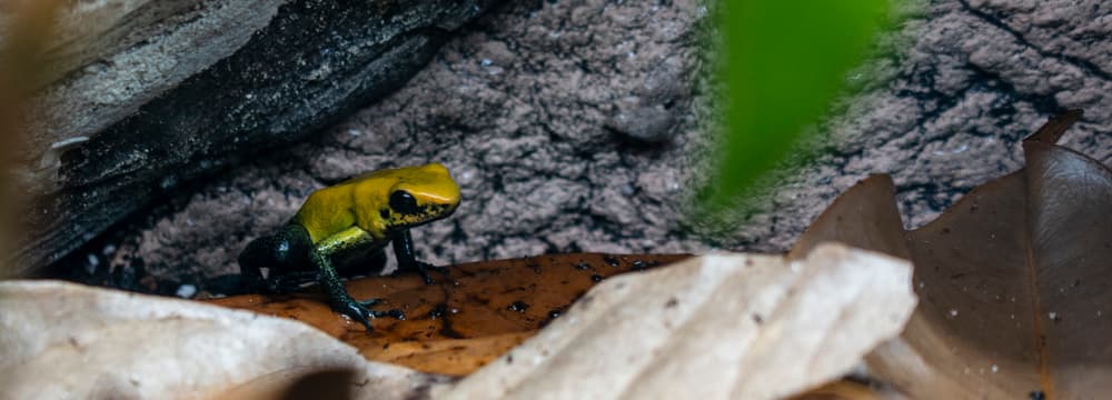 Black-legged poison dart frog