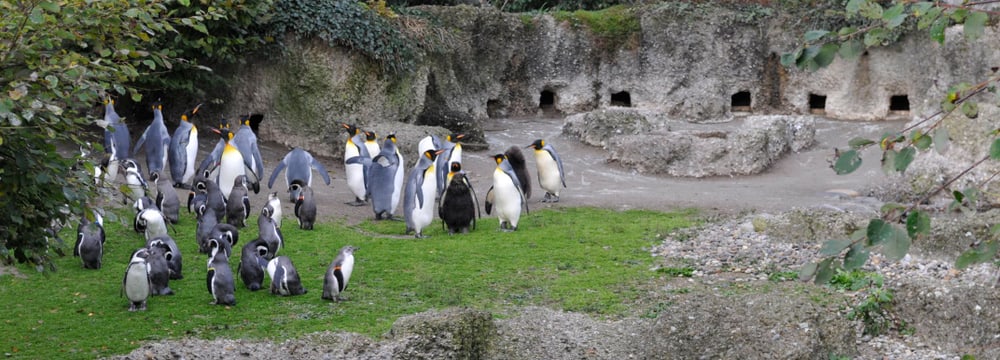 Königspinguine und Humboldtpinguine im Zoo Zürich.