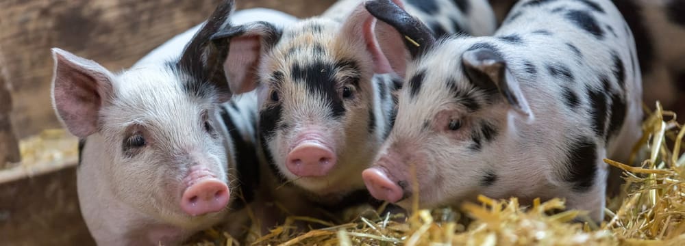 Turopolje-Ferkel im Zoolino im Zoo Zürich