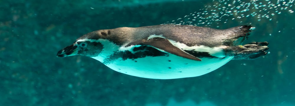 Humboldtpinguin im Zoo Zürich.