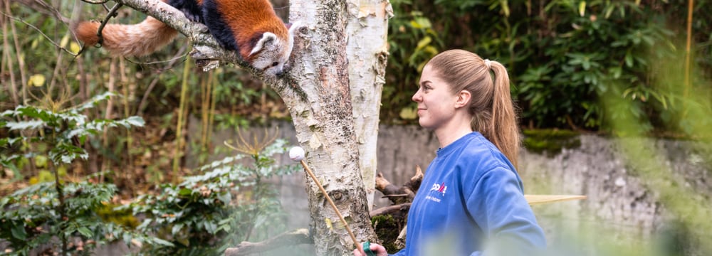 Tierpflegerin mit Rotem Panda im Zoo Zürich