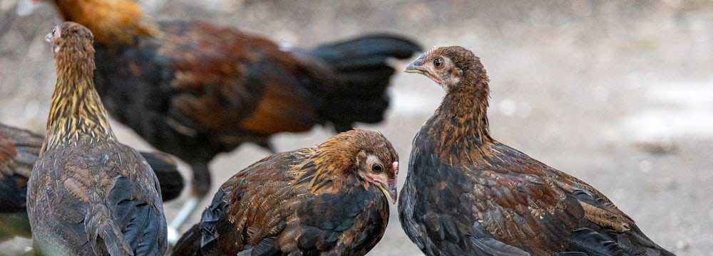 Bankivahuhn