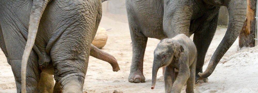 Junger Asiatischer Elefant im Kaeng Krachan Elefantenpark.