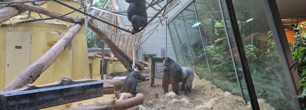 Die Westlichen Flachlandgorillas Bwana, Haiba und Mayumi treffen im Zoo Zürich zum ersten Mal aufeinander.