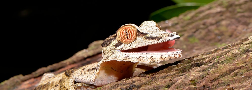 Plattschwanzgecko (Jungtier 2016) im Zoo Zürich.
