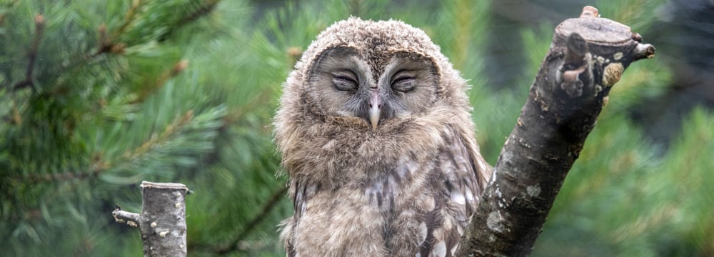 Junger Habichtskauz im Zoo Zürich.