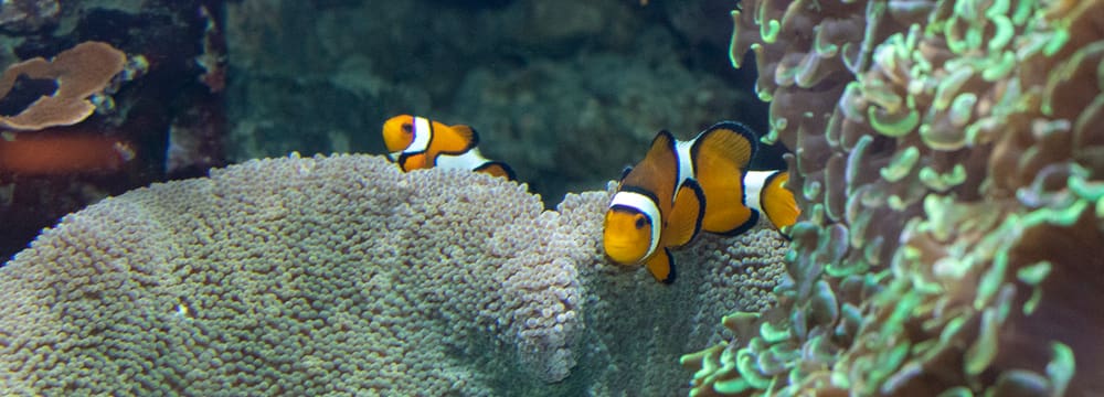 Falscher Clown-Anemonenfisch im Aquarium des Zoo Zürich.